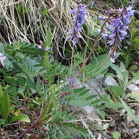 Astragalus norvegicus \ Norwegischer Tragant / Norwegian Milk-Vetch, A Pusterwald, Eiskar 29.6.2021