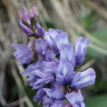 Astragalus norvegicus \ Norwegischer Tragant / Norwegian Milk-Vetch, A Pusterwald, Eiskar 29.6.2021