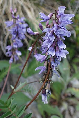 Astragalus norvegicus \ Norwegischer Tragant / Norwegian Milk-Vetch, A Pusterwald, Eiskar 29.6.2021