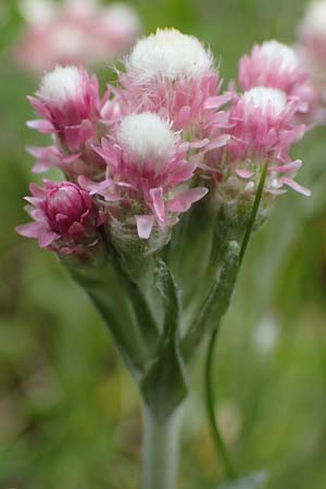 Antennaria dioica \ Gewhnliches Katzenpftchen, A Kärnten, Koralpe 4.7.2023