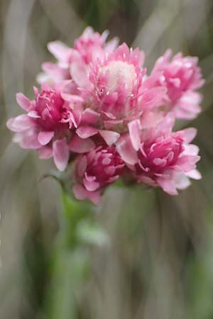 Antennaria dioica \ Gewhnliches Katzenpftchen, A Kärnten, Koralpe 4.7.2023