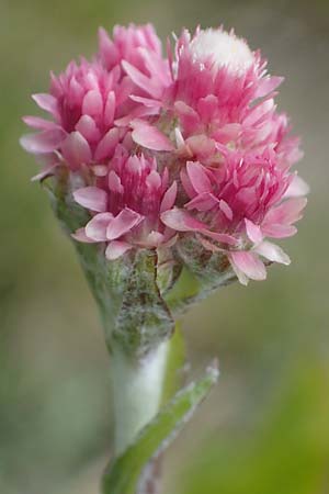 Antennaria dioica \ Gewhnliches Katzenpftchen, A Kärnten, Koralpe 4.7.2023