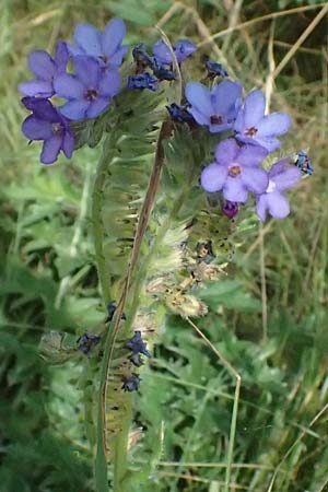 Anchusa officinalis \ Gewhnliche Ochsenzunge / Common Bugloss, A Siegendorf 12.7.2023