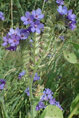 Anchusa officinalis \ Gewhnliche Ochsenzunge / Common Bugloss, A Siegendorf 12.7.2023