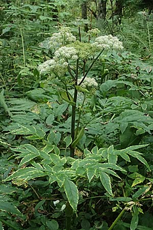 Angelica sylvestris \ Wald-Engelwurz, Gewhnliche Engelwurz / Wild Angelica, A Kaprun 10.8.2025