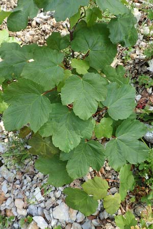 Acer obtusatum \ Schneeball-Ahorn / Bosnian Maple, Italian Maple, A Schneeberg 1.7.2020