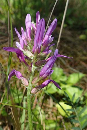 Astragalus onobrychis \ Esparsetten-Tragant, Langfahnen-Tragant / Sainfoin Milk-Vetch, A Weikersdorf am Steinfeld 2.7.2020