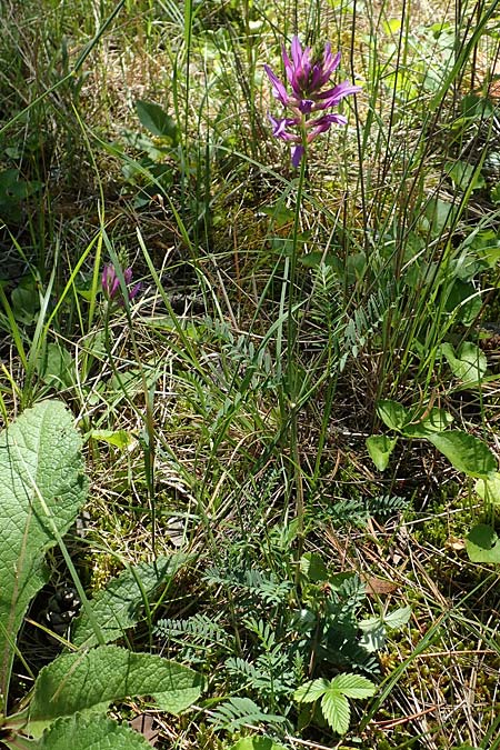 Astragalus onobrychis \ Esparsetten-Tragant, Langfahnen-Tragant / Sainfoin Milk-Vetch, A Weikersdorf am Steinfeld 2.7.2020