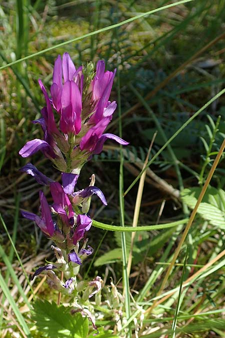 Astragalus onobrychis \ Esparsetten-Tragant, Langfahnen-Tragant / Sainfoin Milk-Vetch, A Weikersdorf am Steinfeld 2.7.2020