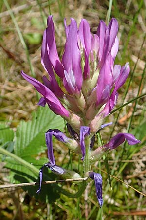 Astragalus onobrychis \ Esparsetten-Tragant, Langfahnen-Tragant / Sainfoin Milk-Vetch, A Weikersdorf am Steinfeld 2.7.2020