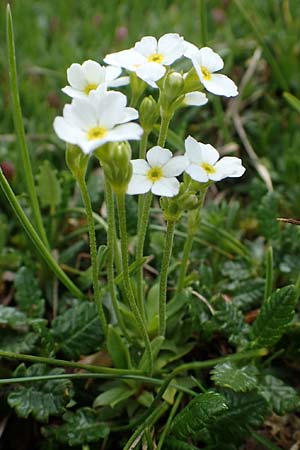Androsace obtusifolia \ Stumpfblttriger Mannsschild / Blunt-Leaved Rock Jasmine, A Wölzer Tauern, Hoher Zinken 26.6.2021