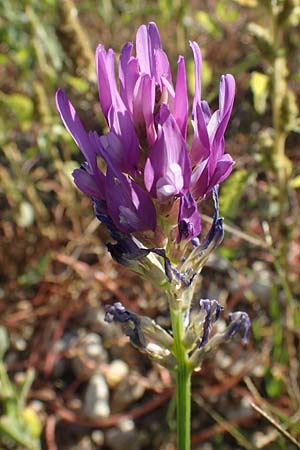 Astragalus onobrychis \ Esparsetten-Tragant, Langfahnen-Tragant / Sainfoin Milk-Vetch, A Seewinkel, Illmitz 23.9.2022