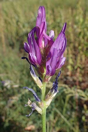 Astragalus onobrychis \ Esparsetten-Tragant, Langfahnen-Tragant / Sainfoin Milk-Vetch, A Seewinkel, Illmitz 23.9.2022