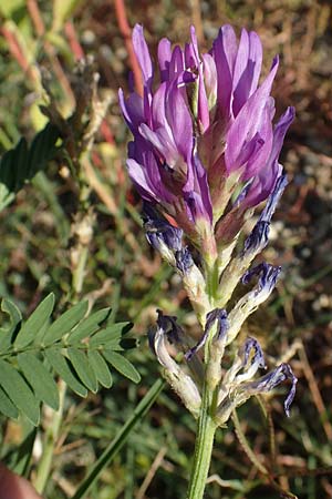 Astragalus onobrychis \ Esparsetten-Tragant, Langfahnen-Tragant / Sainfoin Milk-Vetch, A Seewinkel, Illmitz 23.9.2022
