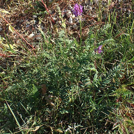 Astragalus onobrychis \ Esparsetten-Tragant, Langfahnen-Tragant / Sainfoin Milk-Vetch, A Seewinkel, Illmitz 23.9.2022