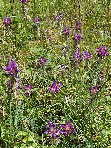 Astragalus onobrychis \ Esparsetten-Tragant, Langfahnen-Tragant / Sainfoin Milk-Vetch, A Weikersdorf am Steinfeld 7.7.2023