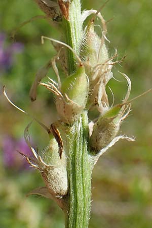 Astragalus onobrychis \ Esparsetten-Tragant, Langfahnen-Tragant / Sainfoin Milk-Vetch, A Weikersdorf am Steinfeld 7.7.2023