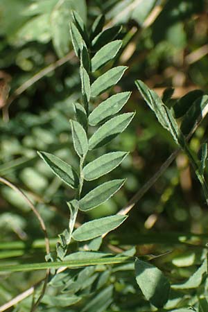 Astragalus onobrychis \ Esparsetten-Tragant, Langfahnen-Tragant / Sainfoin Milk-Vetch, A Hainburg 8.7.2023