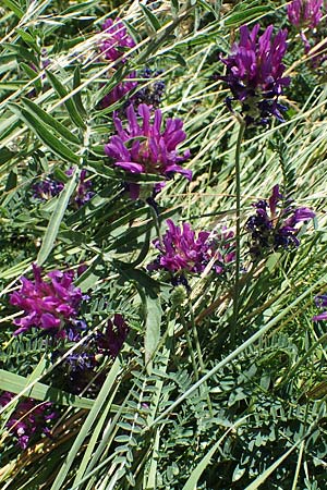 Astragalus onobrychis \ Esparsetten-Tragant, Langfahnen-Tragant / Sainfoin Milk-Vetch, A Hainburg 8.7.2023