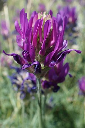 Astragalus onobrychis \ Esparsetten-Tragant, Langfahnen-Tragant / Sainfoin Milk-Vetch, A Hainburg 8.7.2023