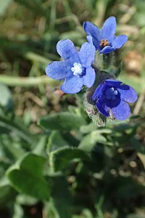 Anchusa officinalis \ Gewhnliche Ochsenzunge / Common Bugloss, A Weiden 13.8.2025