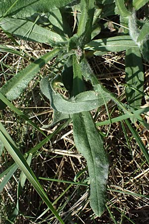 Anchusa officinalis \ Gewhnliche Ochsenzunge / Common Bugloss, A Weiden 13.8.2025