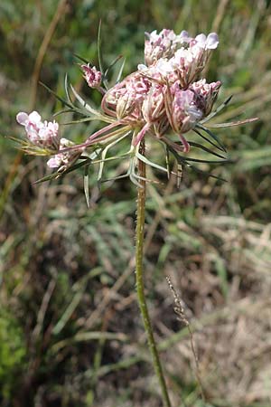 Daucus carota agg. \ Wilde M�hre / Wild Carrot, Queen Anne's Lace, A Seewinkel, Apetlon 23.9.2022