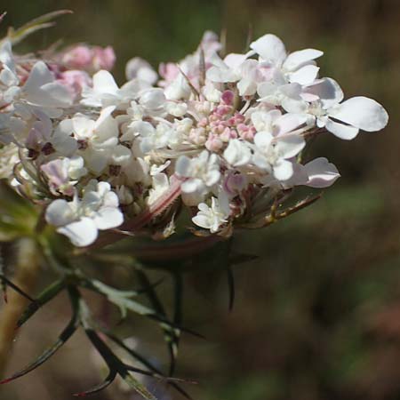 Daucus carota agg. \ Wilde M�hre / Wild Carrot, Queen Anne's Lace, A Seewinkel, Apetlon 23.9.2022