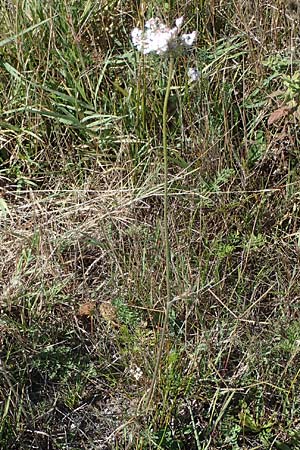 Daucus carota agg. \ Wilde M�hre / Wild Carrot, Queen Anne's Lace, A Seewinkel, Apetlon 23.9.2022
