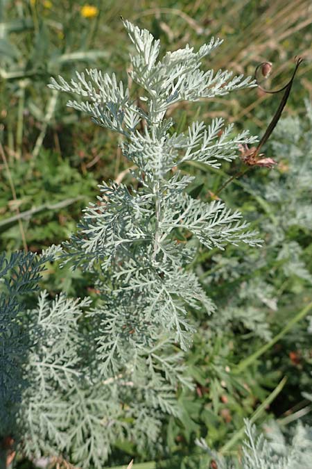 Artemisia pontica \ Pontischer Beifu, Rmischer Wermut / Roman Wormwood, A Gumpoldskirchen 9.7.2023