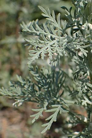 Artemisia pontica \ Pontischer Beifu, Rmischer Wermut / Roman Wormwood, A Gumpoldskirchen 9.7.2023