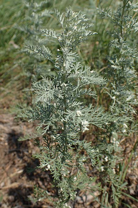 Artemisia pontica \ Pontischer Beifu, Rmischer Wermut / Roman Wormwood, A Gumpoldskirchen 9.7.2023