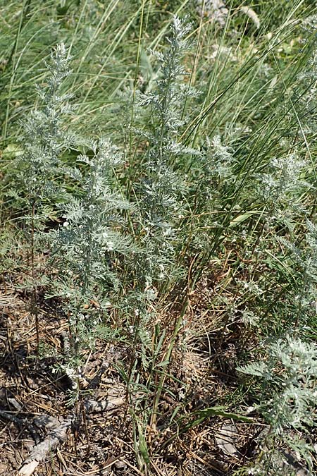 Artemisia pontica \ Pontischer Beifu, Rmischer Wermut / Roman Wormwood, A Gumpoldskirchen 9.7.2023