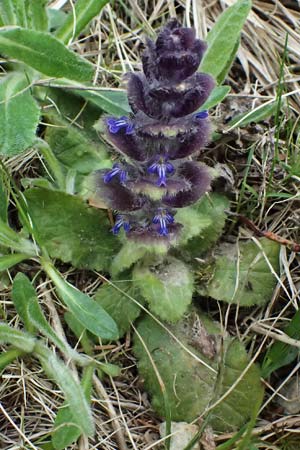 Ajuga pyramidalis \ Pyramiden-Gnsel / Pyramidal Bugle, A Kirchberg am Wechsel 12.5.2025