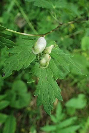 Aconitum degenii subsp. paniculatum \ Rispiger Eisenhut, Bunter Eisenhut / Branched Monk's-Hood, A Kaprun 10.8.2025