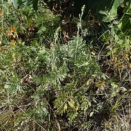 Artemisia pancicii \ Waldsteppen-Beifu� / Pancic's Wormwood, A Bisamberg 12.8.2025