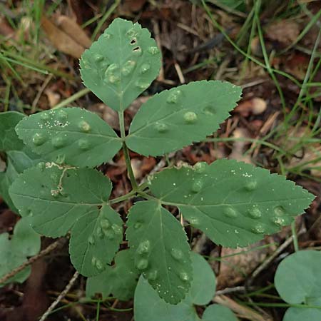 Aegopodium podagraria \ Giersch, Gei�fu� / Ground Goutweed, Bishop's Elder, A Unterferlach 18.8.2026