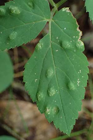 Aegopodium podagraria \ Giersch, Gei�fu� / Ground Goutweed, Bishop's Elder, A Unterferlach 18.8.2026