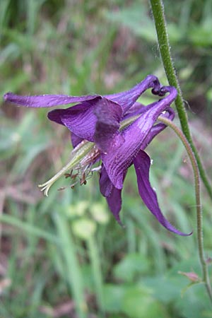 Aquilegia vulgaris \ Gemeine Akelei / Columbine, A Steyr - Tal / Valley 31.5.2008