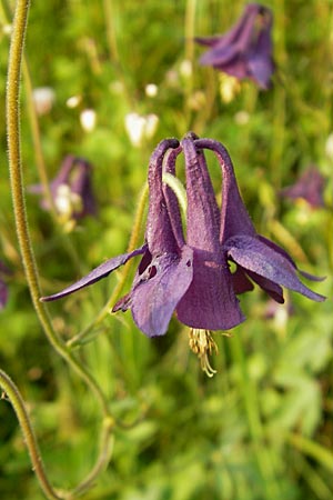 Aquilegia atrata \ Schwarzviolette Akelei / Dark Columbine, A Hahntennjoch 16.7.2010