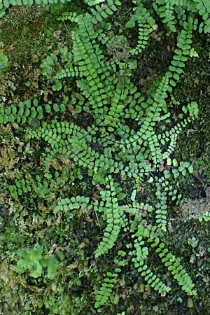 Asplenium trichomanes subsp. quadrivalens \ Tetraploider Brauner Streifenfarn, Gewhnlicher Brauner Streifenfarn / Tetraploid Spleenwort, A Deutschlandsberger Klause 30.6.2022