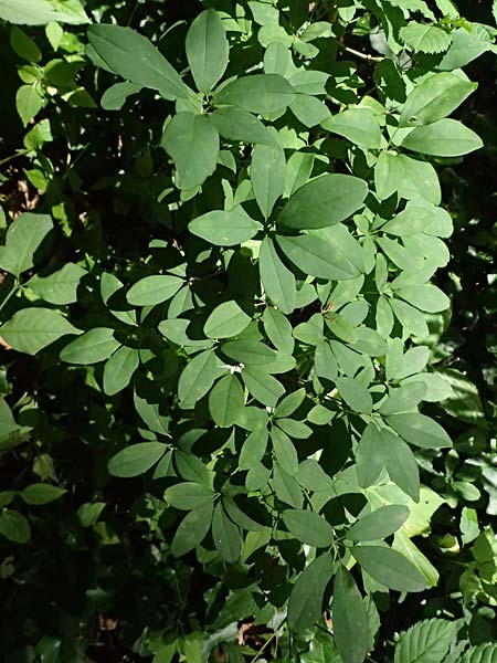 Akebia quinata \ Fingerbl&auml;ttrige Klettergurke, Schokoladenwein / Chocolate Vine, A Graz 15.6.2026
