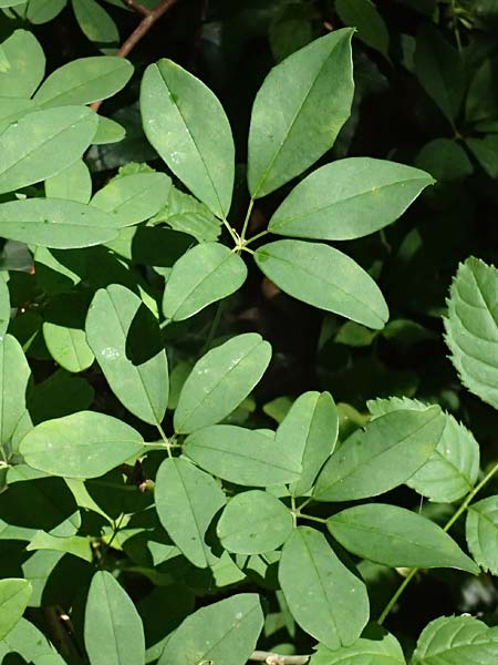 Akebia quinata \ Fingerbl&auml;ttrige Klettergurke, Schokoladenwein / Chocolate Vine, A Graz 15.6.2026
