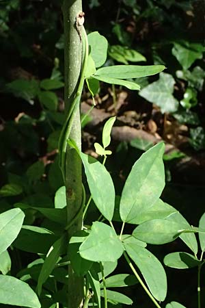 Akebia quinata \ Fingerbl&auml;ttrige Klettergurke, Schokoladenwein / Chocolate Vine, A Graz 15.6.2026