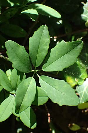 Akebia quinata \ Fingerbl&auml;ttrige Klettergurke, Schokoladenwein / Chocolate Vine, A Graz 15.6.2026