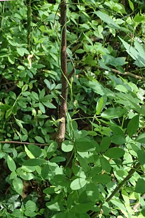 Akebia quinata \ Fingerbl&auml;ttrige Klettergurke, Schokoladenwein / Chocolate Vine, A Graz 15.6.2026