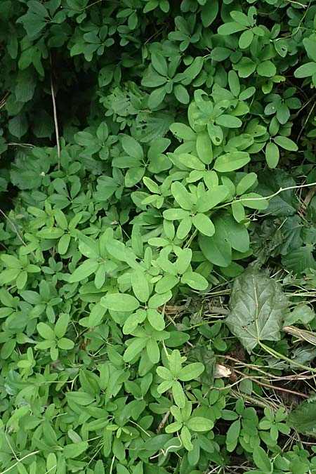 Akebia quinata \ Fingerbl&auml;ttrige Klettergurke, Schokoladenwein / Chocolate Vine, A N&ouml;tsch 17.6.2026