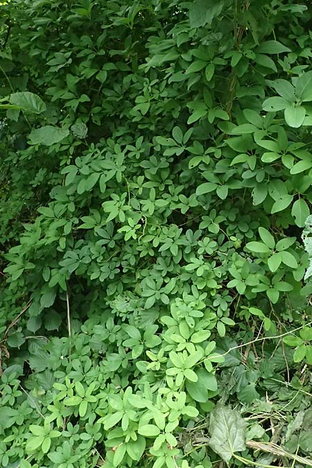 Akebia quinata \ Fingerbl&auml;ttrige Klettergurke, Schokoladenwein / Chocolate Vine, A N&ouml;tsch 17.6.2026
