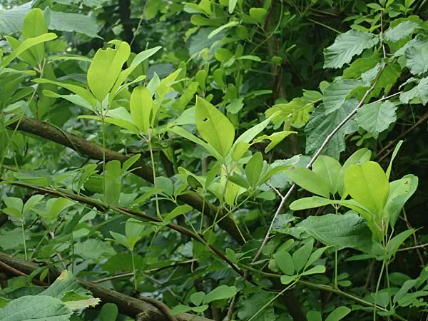 Akebia quinata \ Fingerbl&auml;ttrige Klettergurke, Schokoladenwein / Chocolate Vine, A N&ouml;tsch 17.6.2026