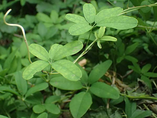 Akebia quinata \ Fingerbl&auml;ttrige Klettergurke, Schokoladenwein / Chocolate Vine, A Graz 15.6.2026